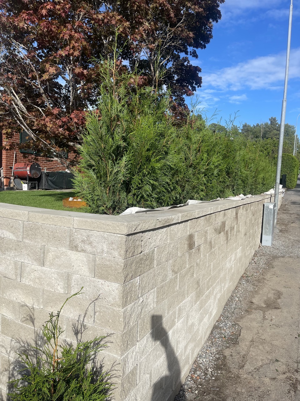 Thuja Plicata Martin 140-160cm i Sollentuna
