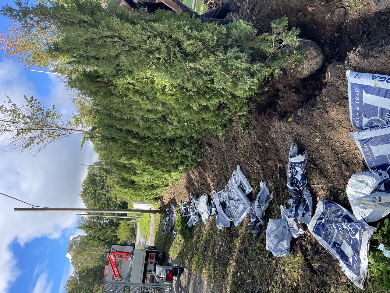 Thuja Columna 160-180cm i Tyresö