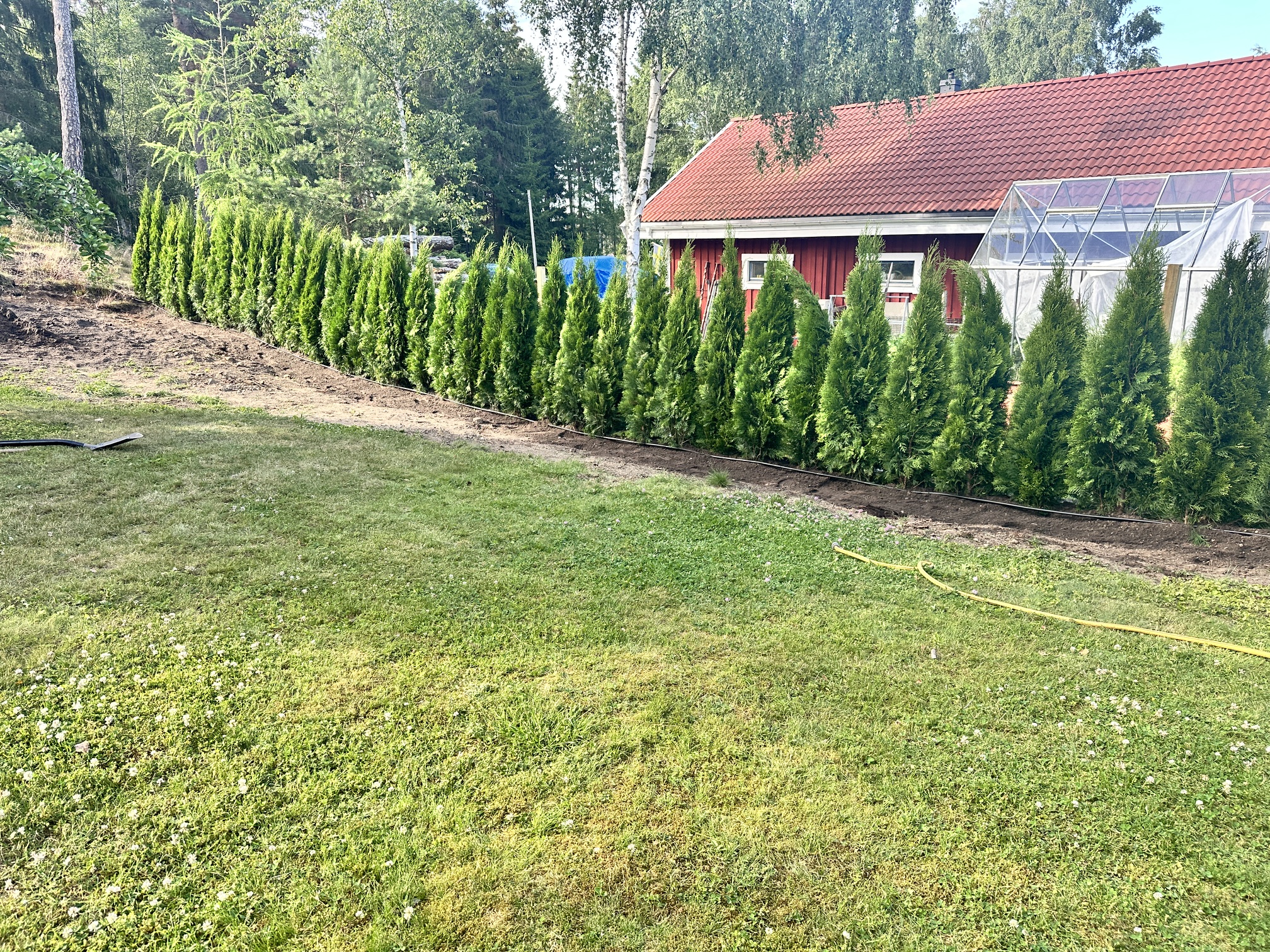 Thuja Smaragd, 160–180 cm, 30 meter i Sorunda