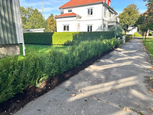 Thuja Brabant 100-120cm, 22 m häck i Alingsås