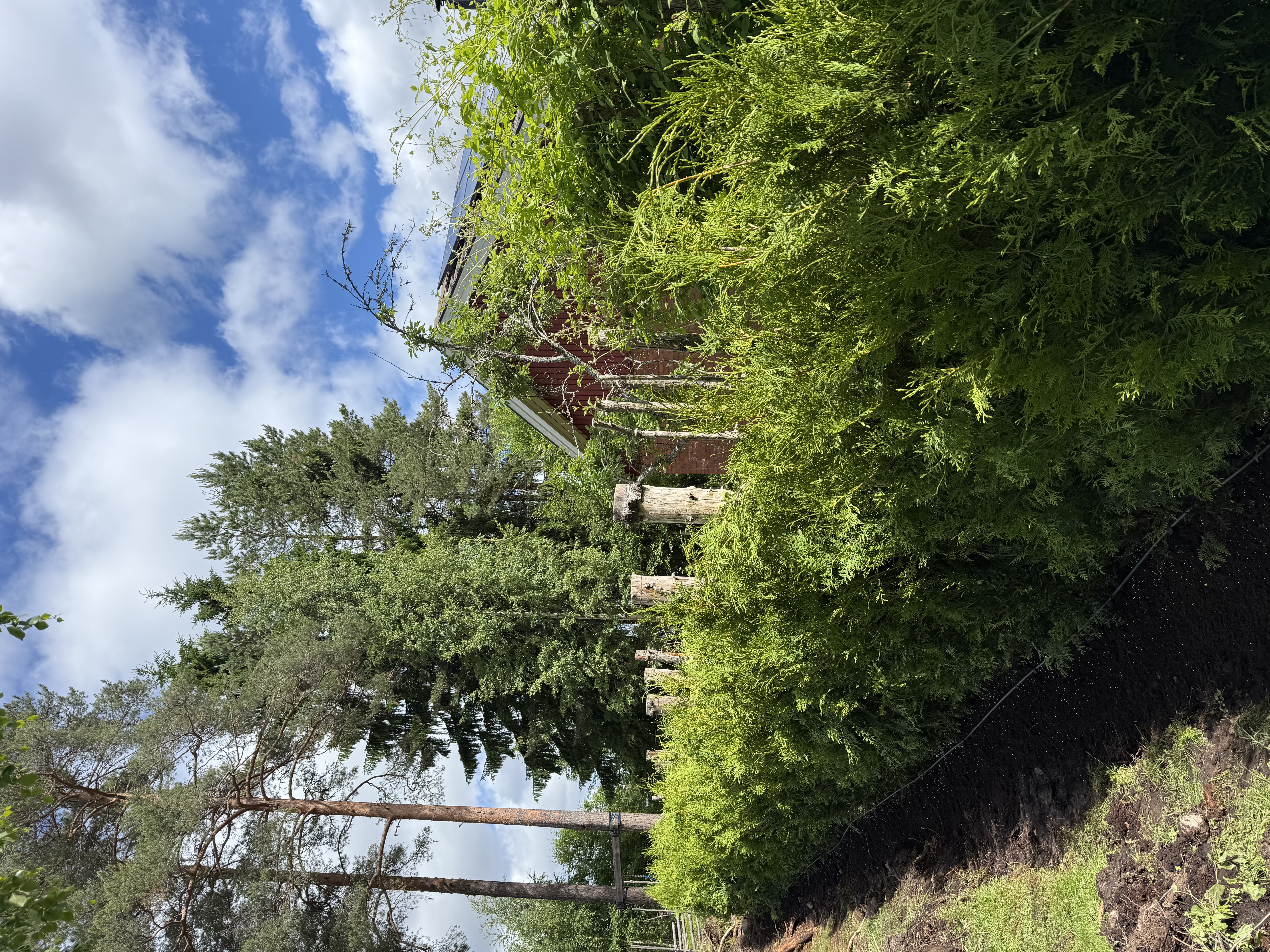Thuja Brabant, 140–160 cm, 20 meter i Borlänge