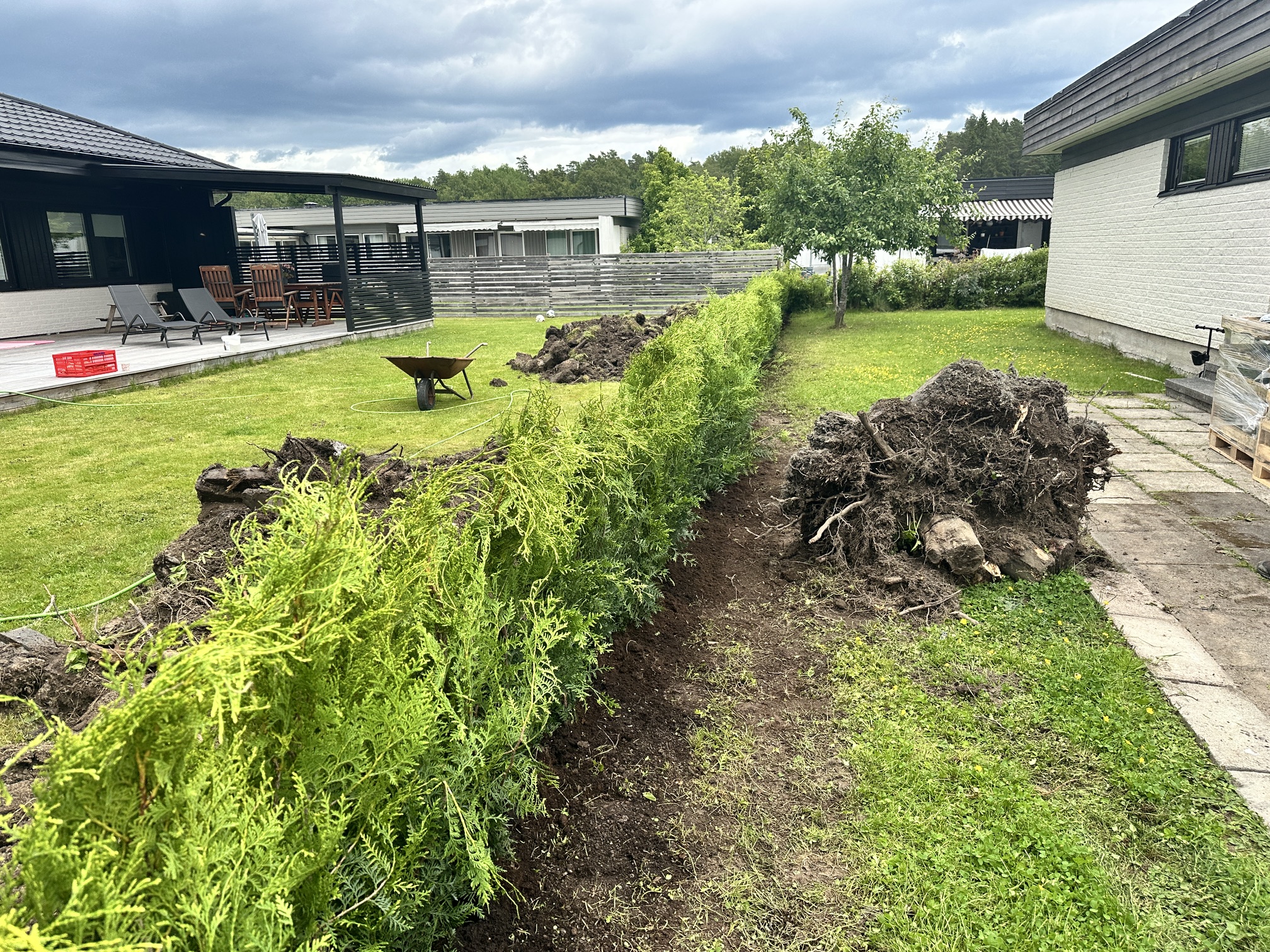 Thuja Brabant 100–120 cm, 23 meter i Västerås