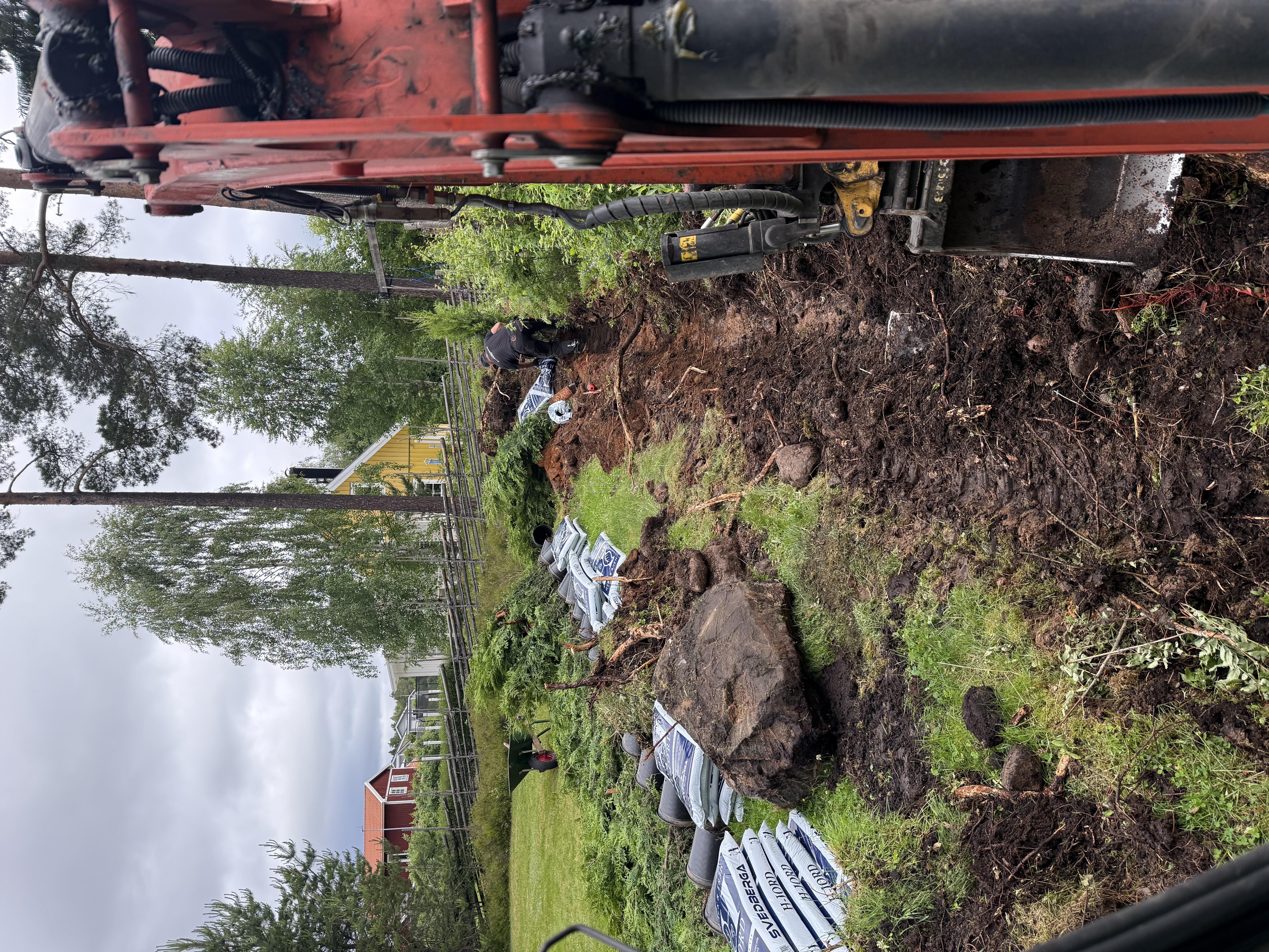 Thuja Brabant, 140–160 cm, 20 meter i Borlänge