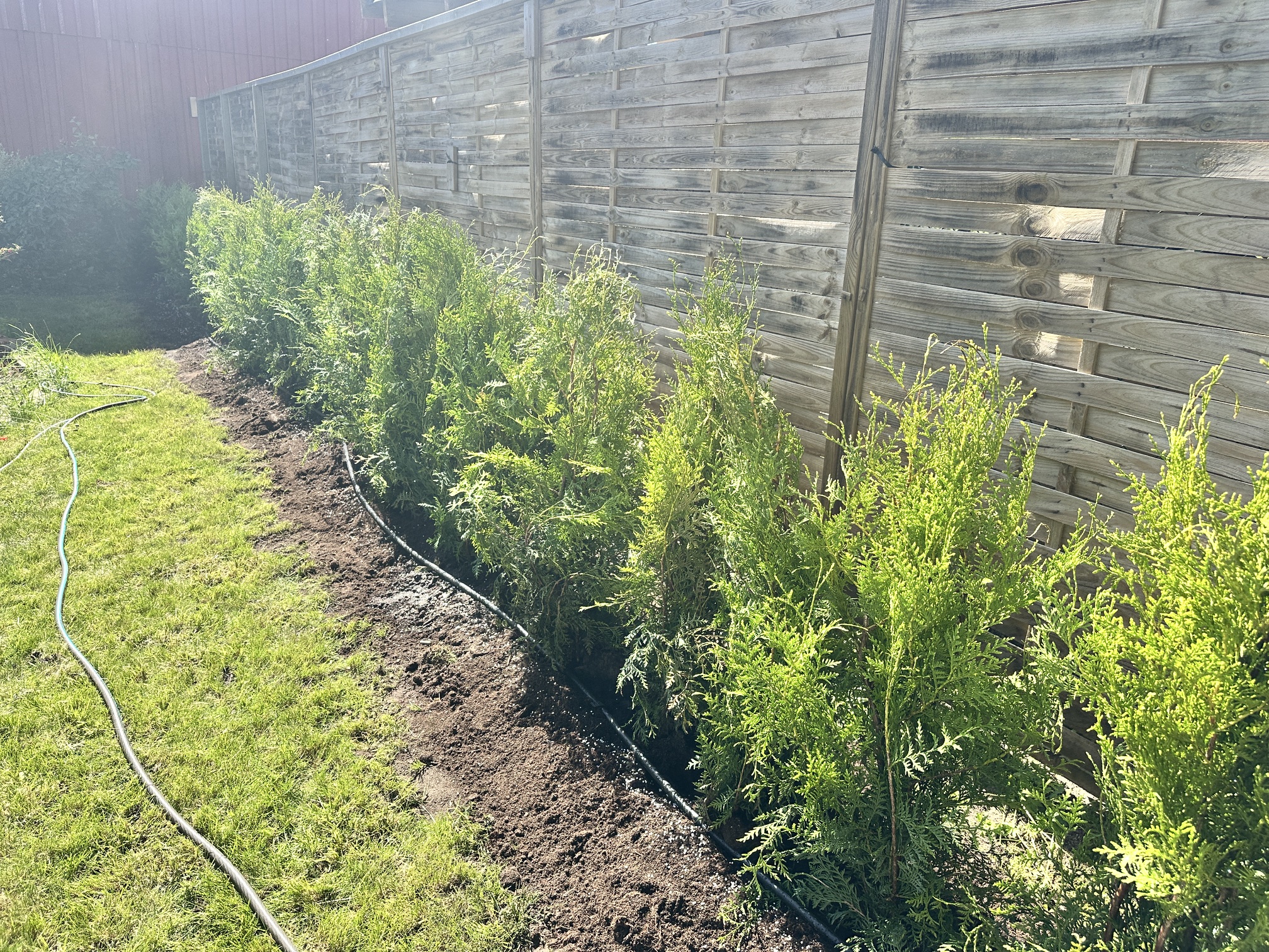 Thuja Brabant, 80/100 cm, 13 meter i Ängelholm
