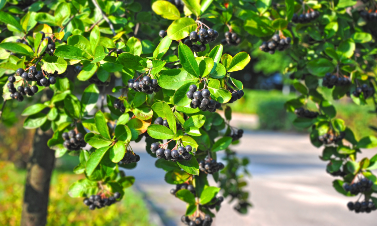Svart aronia-bär på grenar med gröna blad i solljus.