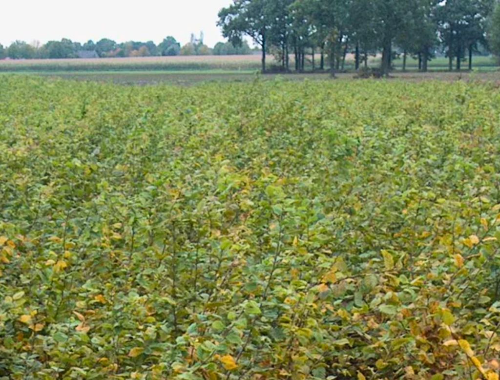 Fält med vintergröna häckplantor omgivna av träd och landskap i bakgrunden.
