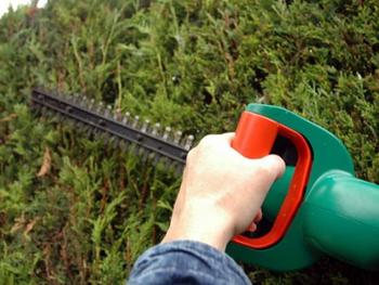 Klippning av thujahäck med elektrisk häcksax för välskött trädgård.