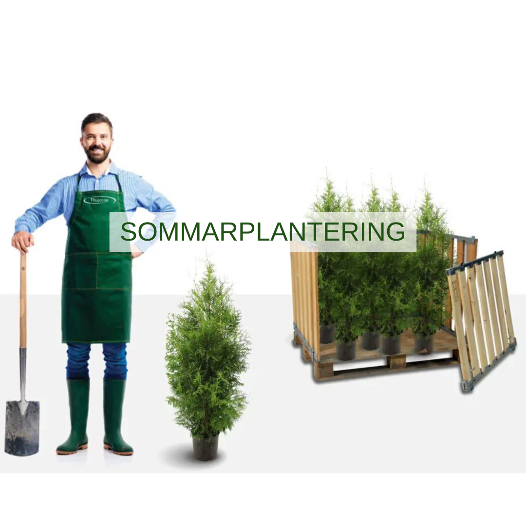 Sommarmarknadsföring för häckplantering med trädgårdsmästare och barrväxter.