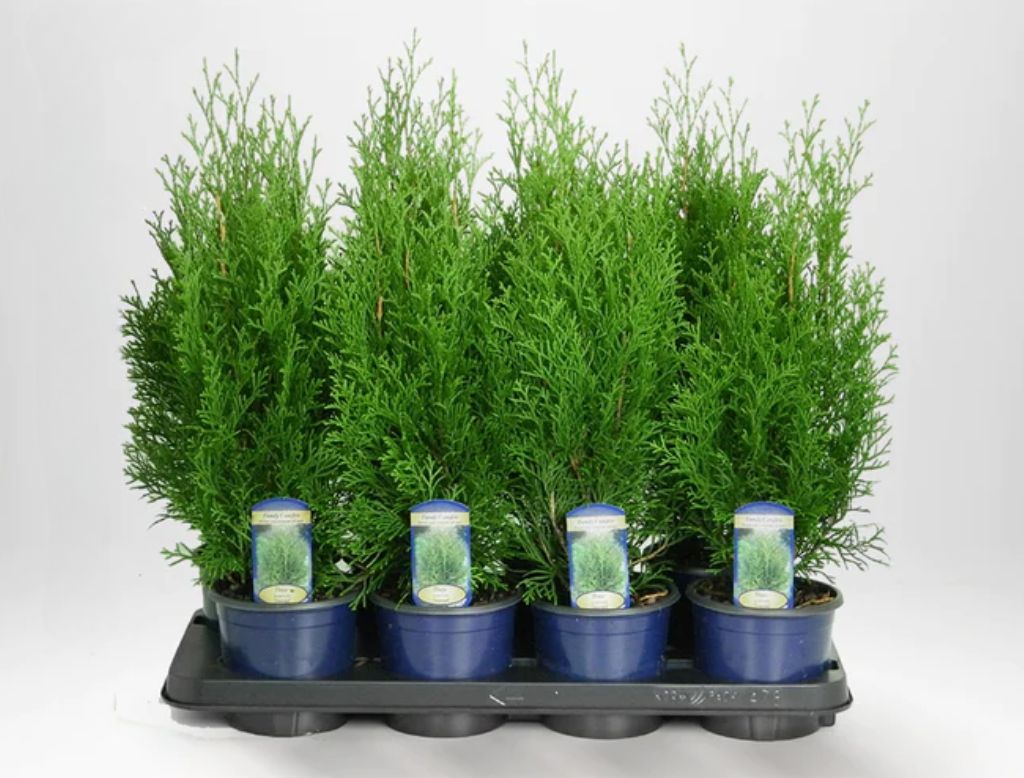 Thuja häckplantor i krukor, redo för plantering. Perfekt för trädgårdsdesign.