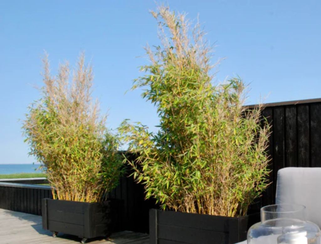 Vanliga problem med Bambuväxter och åtgärder