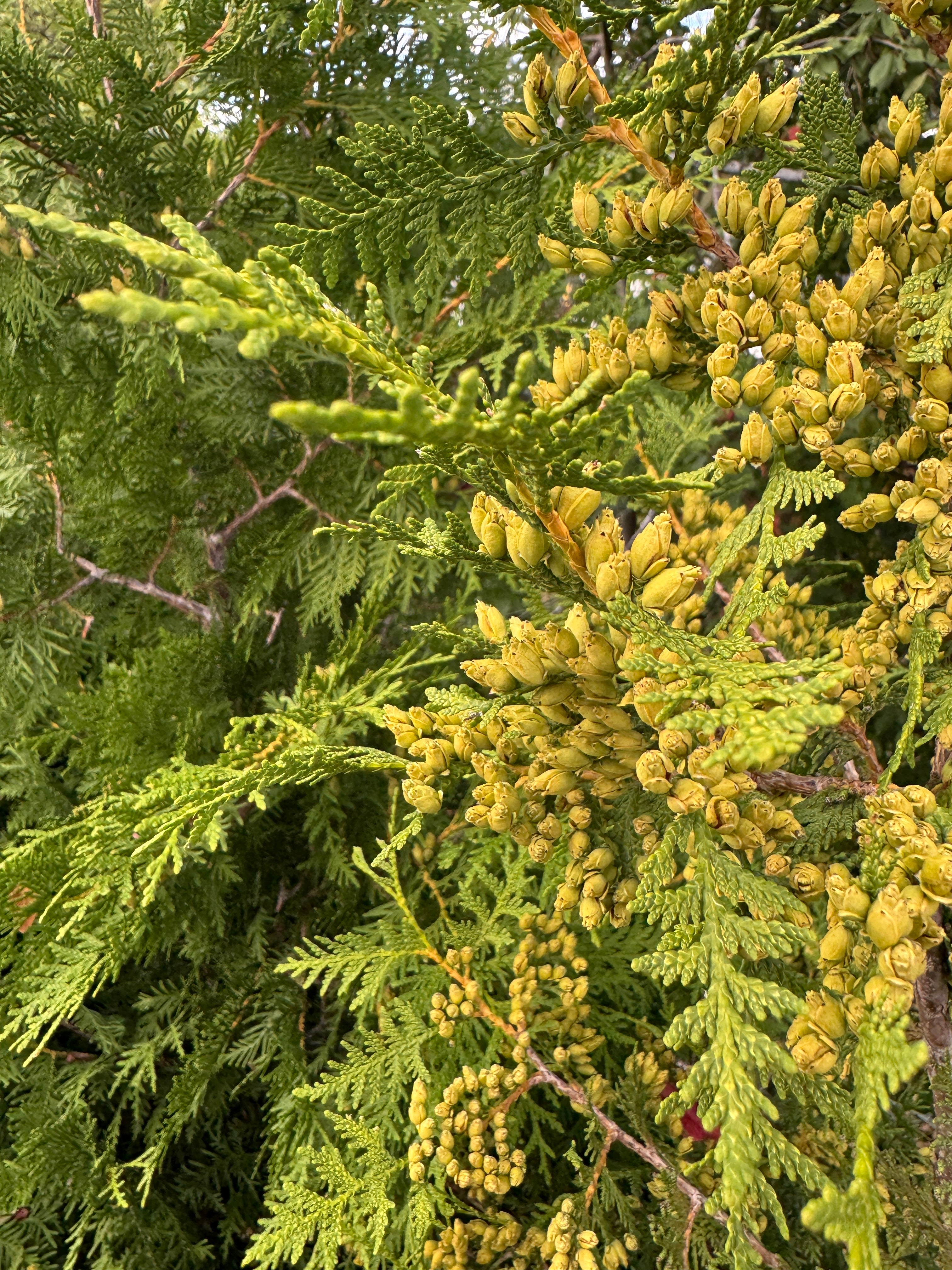 Gröna kottar på thuja – tecken på för lite vatten