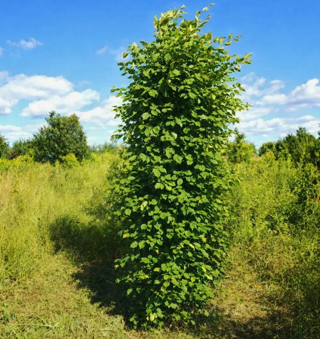 Svenskodlad Carpinus (avenbok) från vår plantskola på Östgötaslätten
