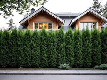 Tät häck av gröna thujor framför ett modernt trähus i en lugn bostadsmiljö.