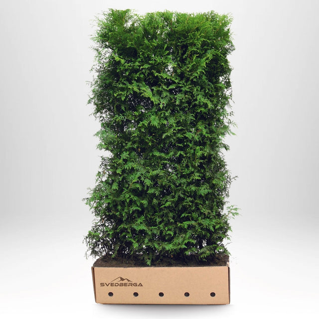Tät och grön färdig häck i praktisk odlingslåda från Svedberga.