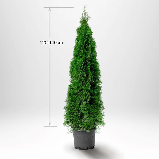 Thuja Smaragd