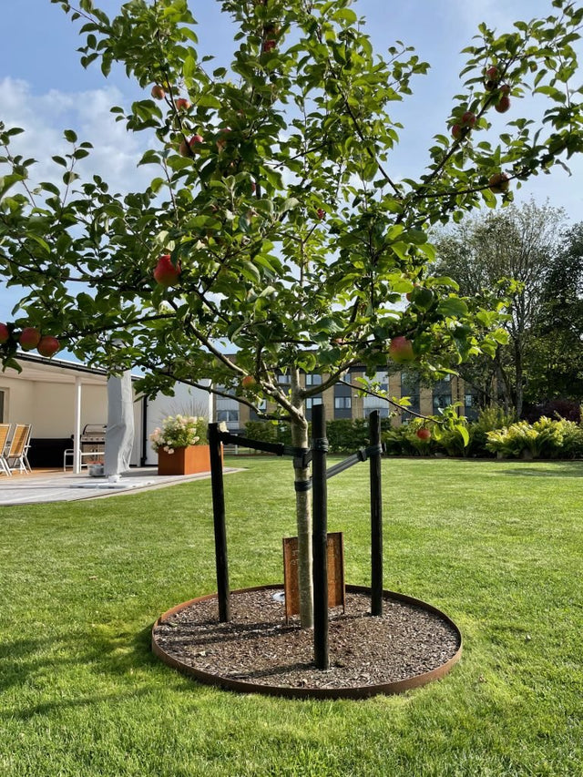 Träd och buskar för häckar