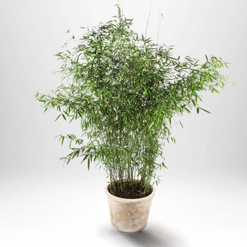 Bambus - exotisk trädgårdsväxt