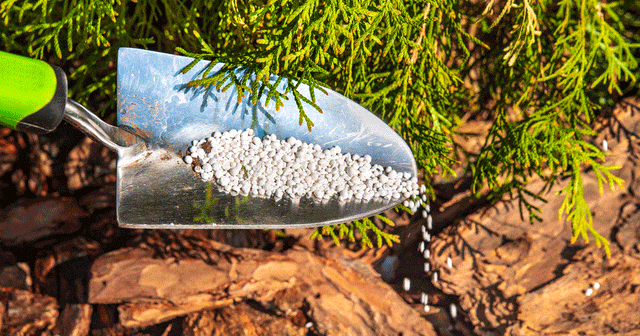 Granulärt gödsel sprids med en trädgårdsspade nära en växt.
