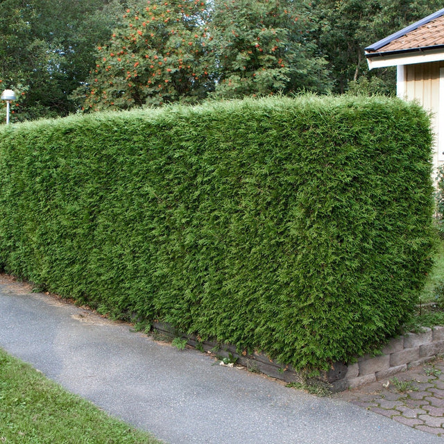 Idegran / Taxus som häck