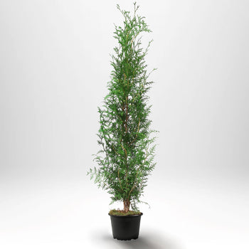 Köp billiga thuja brabant