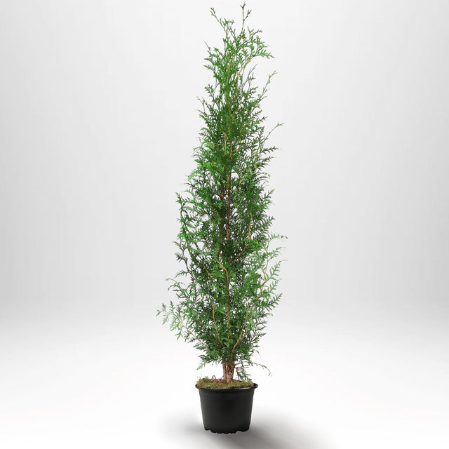 Köp billiga thuja brabant