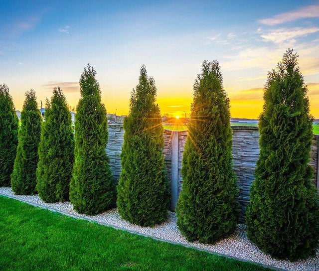 Thuja Smaragd i storpack – tät häck med fri frakt, vacker solnedgång.
