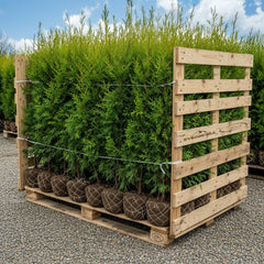 Collection image for: Storpack Thuja Brabant - Rotklump