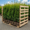 Storpack Thuja Brabant - Rotklump