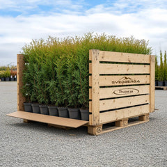 Collection image for: Storpack Thuja Brabant - Krukodlad