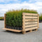 Storpack Thuja Brabant - Krukodlad