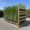 Storpack Thuja Smaragd - Rotklump