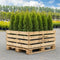 Storpack Thuja Smaragd - Krukodlad
