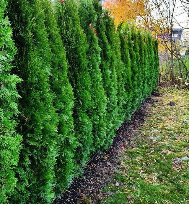 Tät rad av gröna häckplantor i trädgårdsmiljö.