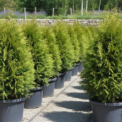 Collection image for: Thuja Brabant krukodlad - året runt