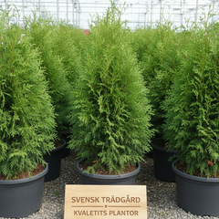 Collection image for: Thuja Smaragd krukodlad - året runt