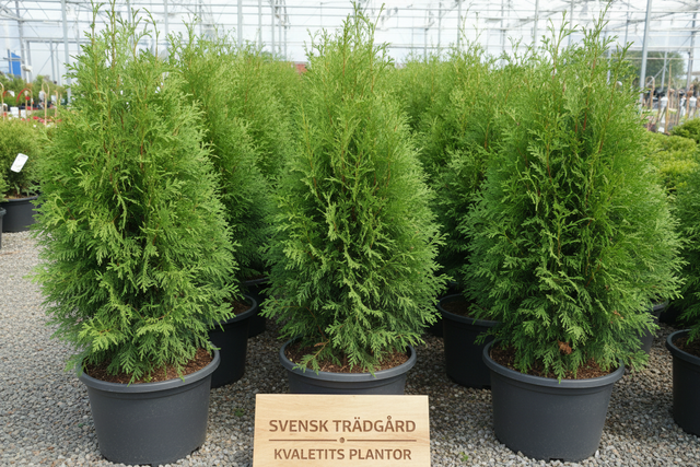 Thuja Smaragd krukodlad - året runt