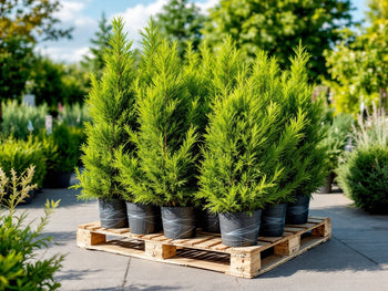 En pall med frodiga, gröna barrträd i svarta krukor på en trädgårdsmarknad.