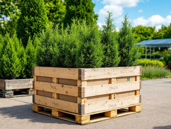 Storpack med thuja-växter – fraktfria och redo för plantering.