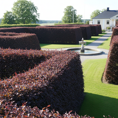 Collection image for: Blodbok - Fagus sylvatica f. purpurea