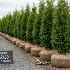 Collection image for: Thuja Smaragd rotklump - höstplantering