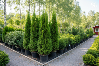 Lagertömning - extrapris på häckväxter