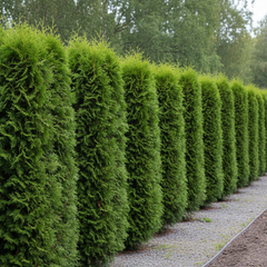 Collection image for: Kvalité A - premiumplantor