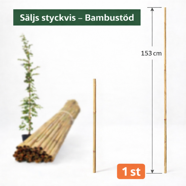Bambupinne för Stöd 153 cm 10/14 mm - Premium Trädgårdsstöd