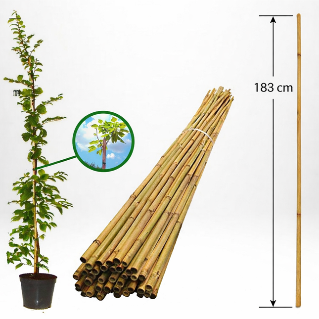 Köp Bambupinne för Stöd 183 cm 10/14 mm - Storpack 100 st - Fraktfri Agro de Aren B.V Bambupinne
