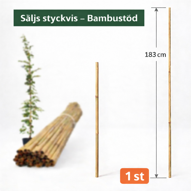 Bambupinne för Stöd 183 cm 10/14 mm - Premium Trädgårdsstöd
