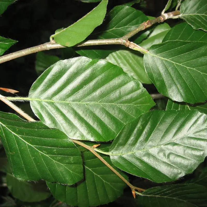 Fagus Sylvatica () Fagus Sylvatica