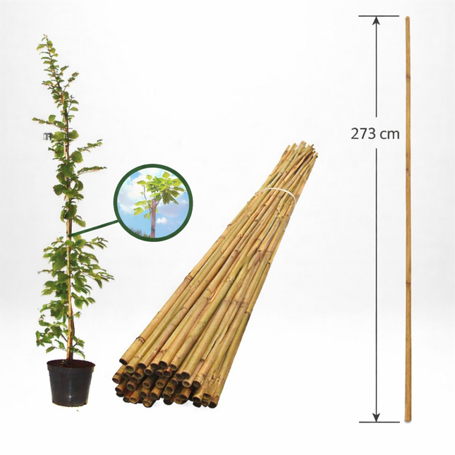 Bambupinne för Stöd 273 cm 18/20 mm - Storpack 50 st - Fraktfri