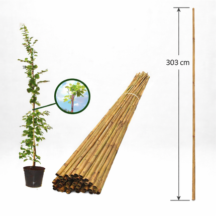 Bambupinne för Stöd 303 cm 22/24 mm - Storpack 25 st - Fraktfri