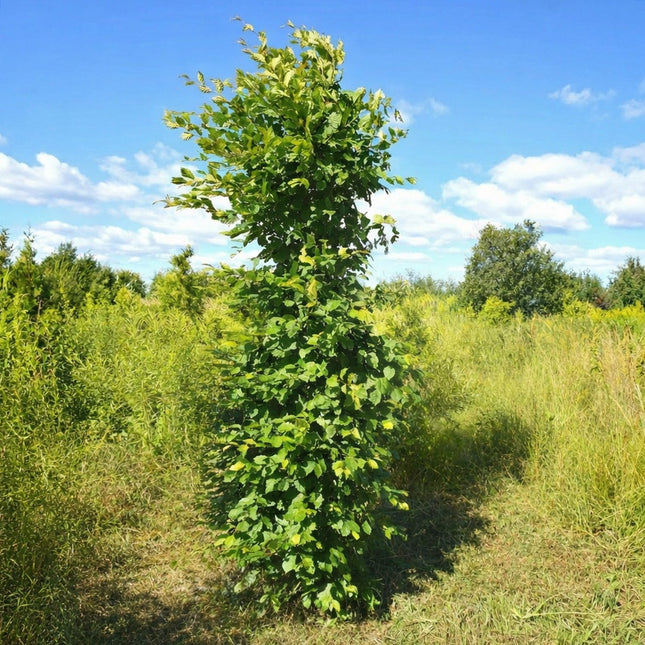 Köp Avenbok 200-250 cm XL Roadside - Svenskodlad Svedberga Plantskola AB Häckväxter