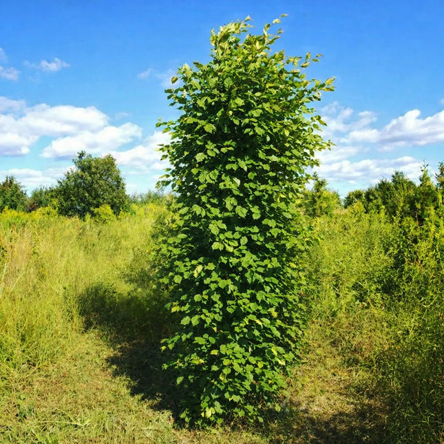 Köp Avenbok 200-250 cm XXXL - Svenskodlad Svedberga Plantskola AB Häckväxter